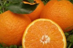 柑橘初夏需要施肥吗