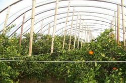 大棚柑橘种植技术的优势