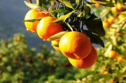 柑橘树冬季施肥技术