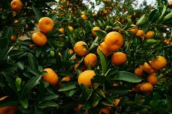柑橘嫁接种植技术
