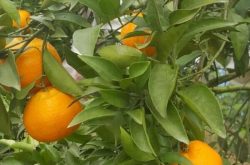 柑橘春季施肥要点有哪些