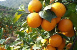 柑橘晚熟品种种植