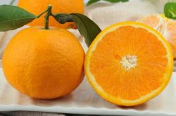 春见柑橘适宜在哪些地方种植