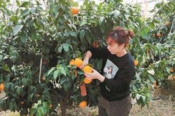晚熟柑橘施肥技术是什么
