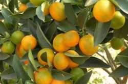 柑橘种植所面临问题有哪些