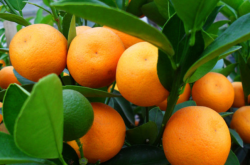 柑橘春梢如何施肥