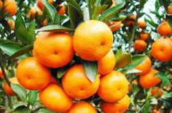 柑橘种植管理方法