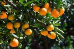 柑橘夏季种植技术及管理方法