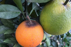 柑橘幼树急性炭疽病