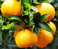 柑橘大雅种植季节