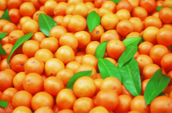 柑橘种植基地的规划方案