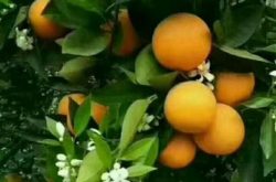 柑橘老树施肥管理技术是什么