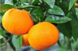 柑橘幼树怎样施肥长得快