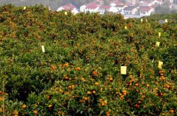 带有溃疡病的柑橘可以种吗？
