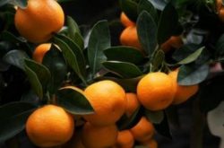 柑橘常见种植技术