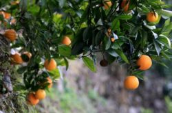 柑橘树施肥管理
