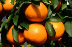 红美人柑橘种植技术
