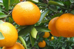 贵州柑橘的种植情况