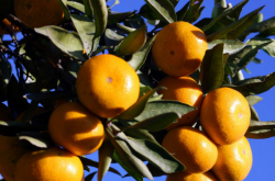 广西柑橘种植现状