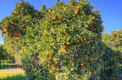 柑橘一般种植在什么地方