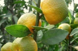 柑橘黄化病的综合防控