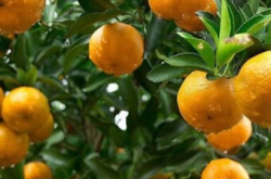 新栽柑橘幼苗如何施有机肥