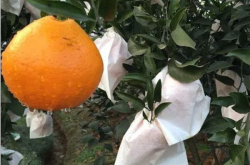柑橘套袋子方法