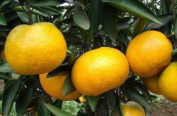 柑橘种植怎样用鸡粪