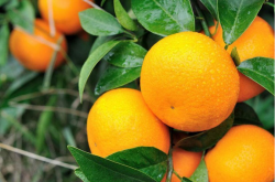 种植柑橘有什么市场优势