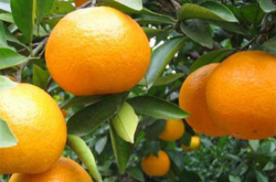 柑橘种植业的生产特点