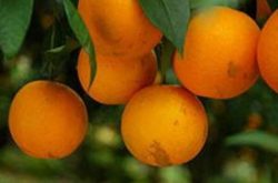 柑橘苗施肥技术是什么