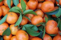 柑橘磷肥如何正确使用