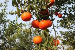 柑橘种植与施肥技术是什么