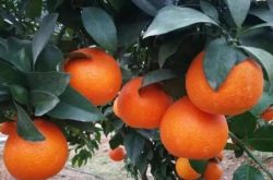 柑橘幼树春季施肥管理技术是什么
