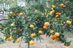广东省柑橘种植分布哪里