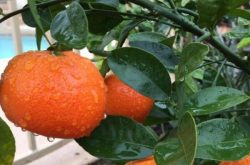 北方柑橘温室种植技术是什么