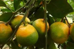 柑橘树为什么得黄龙病