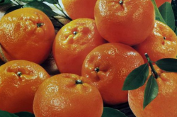 柑橘一般适宜种植在什么地区