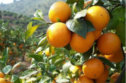 种植一年的柑橘果苗如何剪枝