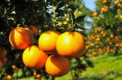柑橘缺磷的症状