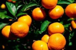 广西柑橘种植品种有哪些