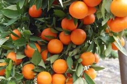 柑橘嫁接成活后多久可以施肥