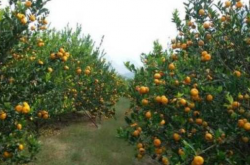柑橘种植经济效益分析