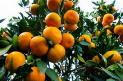 湖北省柑橘种植情况