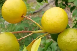 柑橘枯枝是什么病