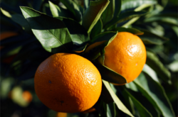 种植柑橘的市场优势