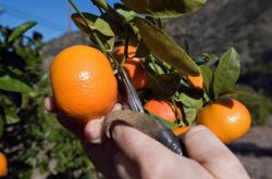 柑橘采果肥什么时候施？