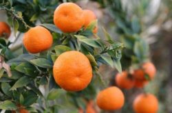 晚熟柑橘施肥方案是什么