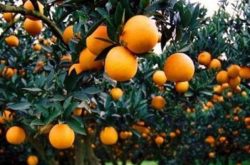 柑橘三月种植技术是什么