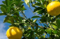 柑橘幼树有机肥施肥方法